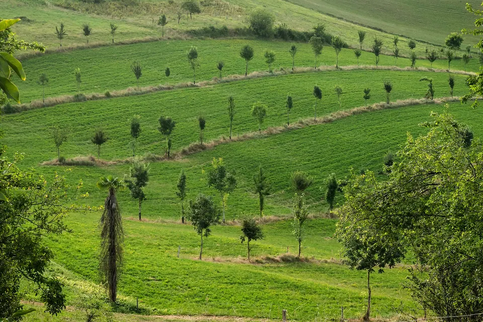 Collines verdoyantes plantées de jeunes arbres en rangs à Saint-Justin